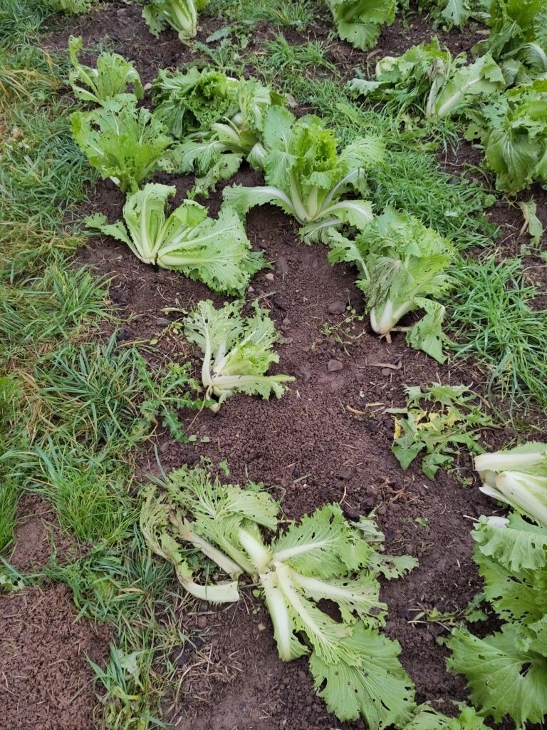 Mäuse verwüsten das Beet