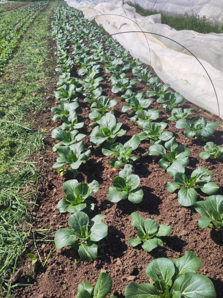 Pak Choi - April 2025