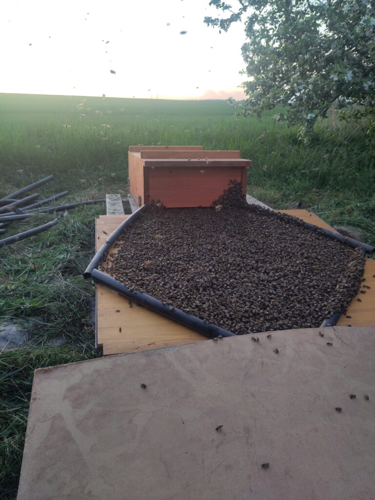 Nach drei Tagen Ruhe krabbelt das Bien in die Bienenkiste