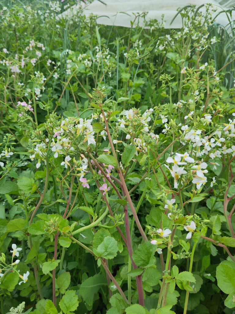 Radieschen in Blüte - Mai 2025
