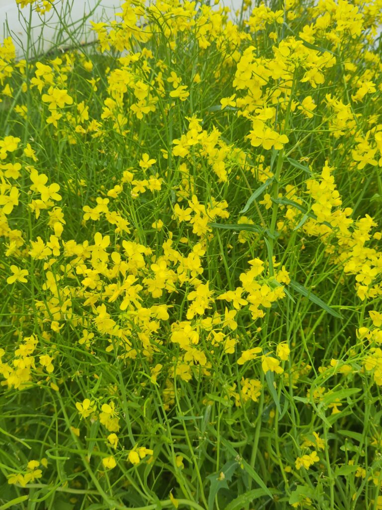 Blattstielgemüse in Blüte - Mai 2025