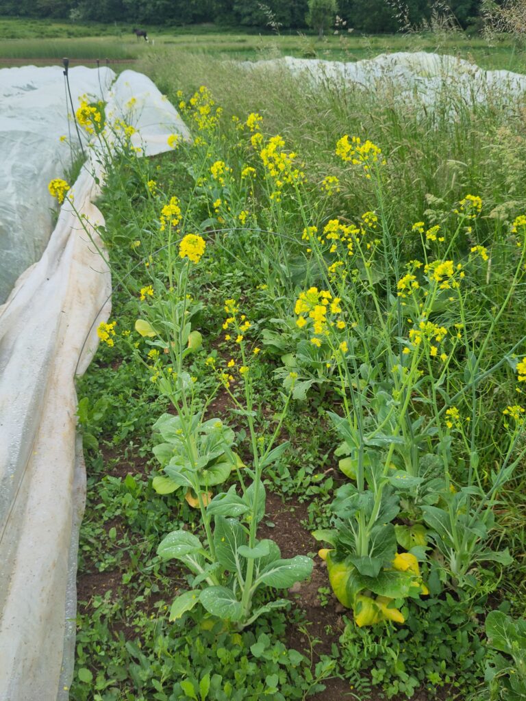 Pak Choi in Blüte  - Mai 2025