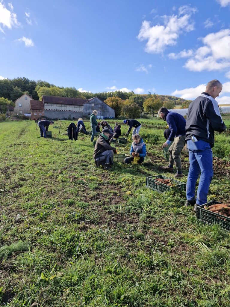Möhrenernte 2025 © Bauernhof Ennenbach