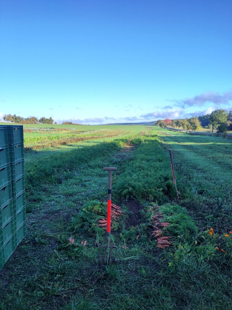 Möhrenernte 2025 © Bauernhof Ennenbach