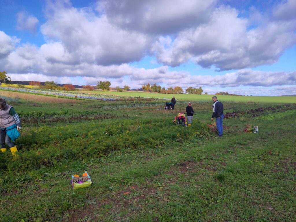 Möhrenernte 2025 © Bauernhof Ennenbach